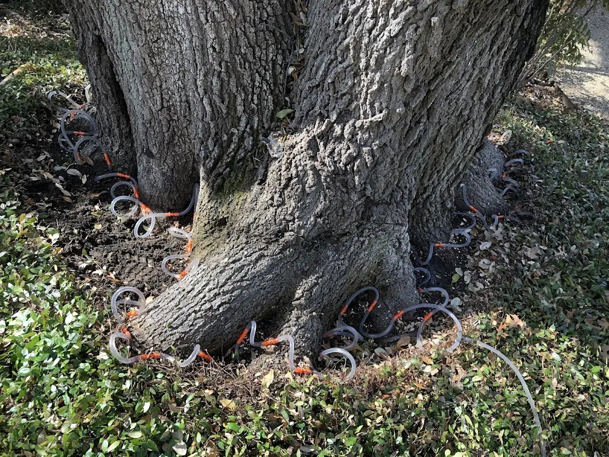 Detailed Tree Cabling and Bracing job site in Waresboro